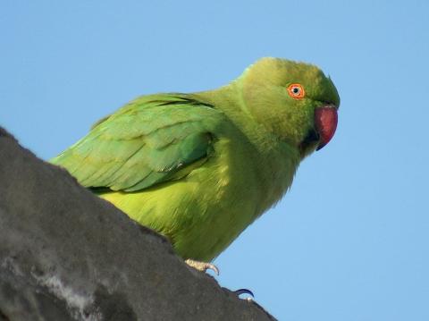 Photo of a parakeet